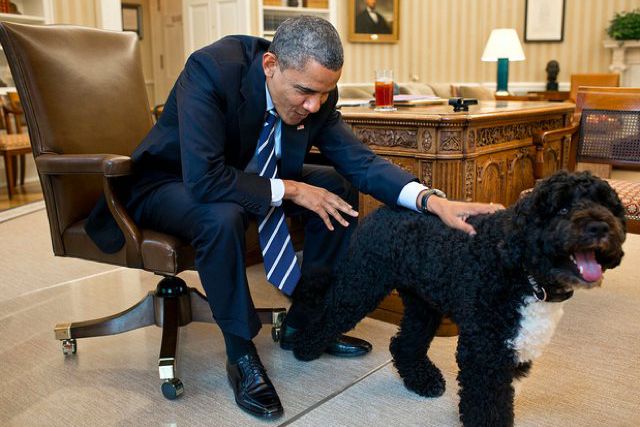Why not "Bark Obama"?
